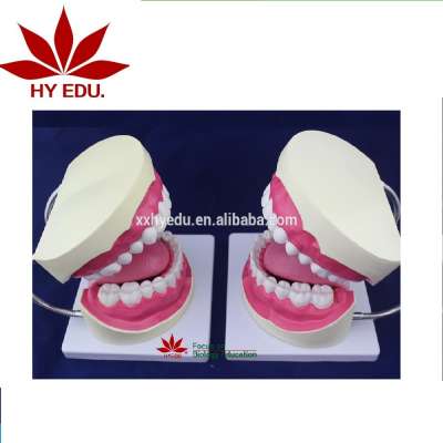 28 teeth 6X life size Oral teeth hygiene model dental teaching model with brush