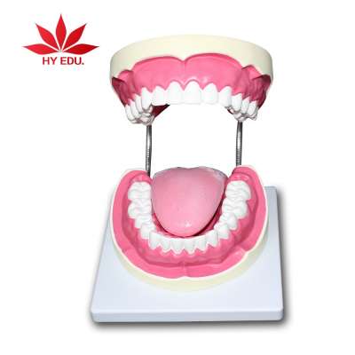 tooth brushing model Dental tooth model for Medical Science Teaching