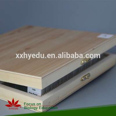 Microscope slide box wood