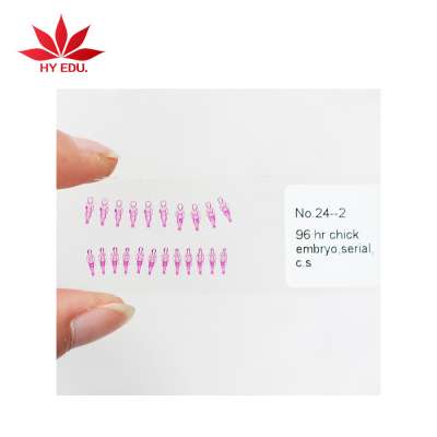 Fixed set hot-products 25kinds chick embryo microscope slides for biology embryology survey