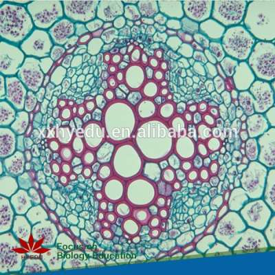 Individual slides you can choose from Glass Microscope Prepared Botany Slide for Students Training Slides