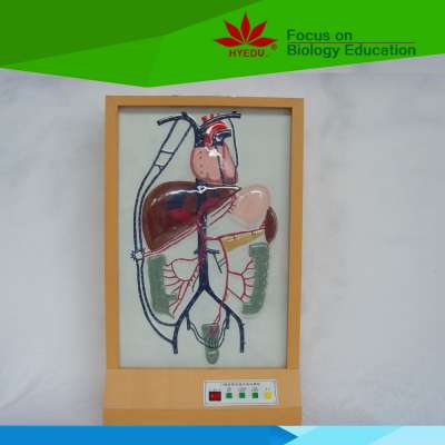 Low priced portal venous collateral circulation electric model