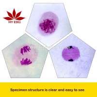 With all the phases 12pcs set Meiosis division microscope slides for educational supplies