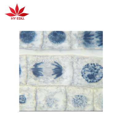 Animal Mitosis & Meiosis Prepared Slides Individual microscope prepared slide