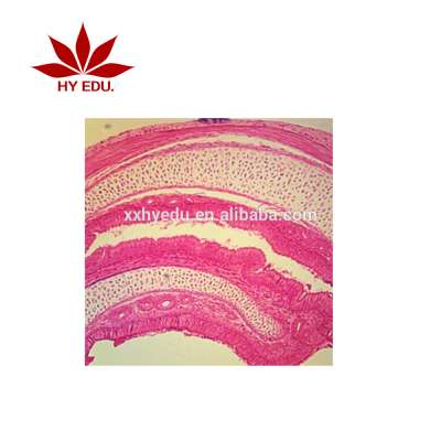 high quality tissue prepared slides biology microscope glass human histology prepared slides human body microscope slides