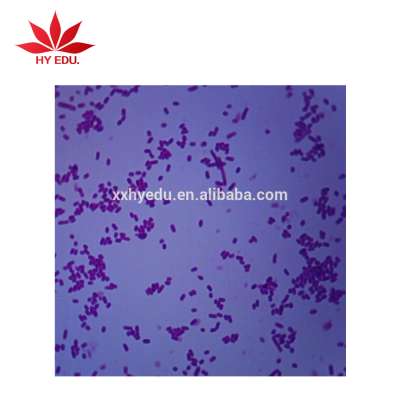 High quality bacteria prepared slides Prepared microbiology bacteria slide set laboratory accessories