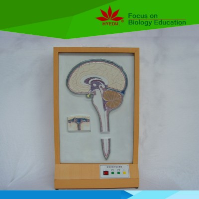 Low priced Cerebrospinal fluid circulation electric model