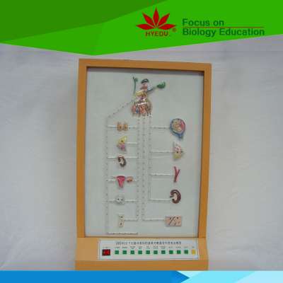 Low priced hypothalamus and pituitary hormone effect electric model