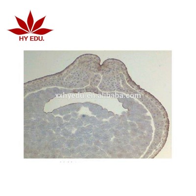 Individual slides you can choose Frog EmbryologyMicroscope Prepared Slides ,