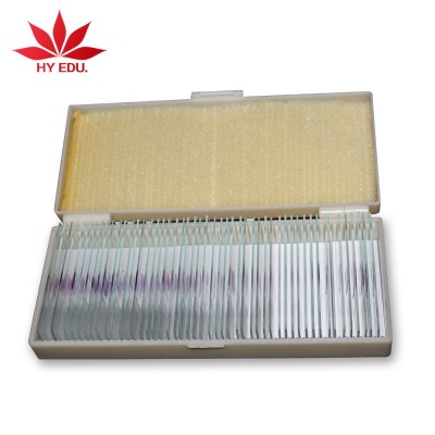 Individual  plant disease prepared microscope slide  for educational lab supplies