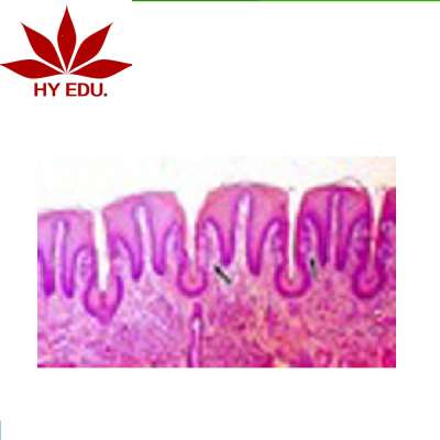 Individual high quality tongue sec.(show taste bud ) microscope prepared slides